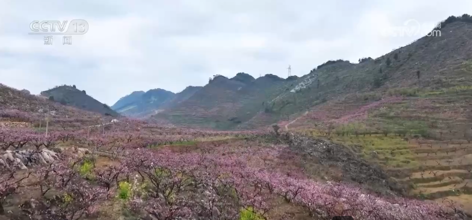 看各地如何抢抓“赏花经济”流量红利AG真人游戏地址种田就是种风景