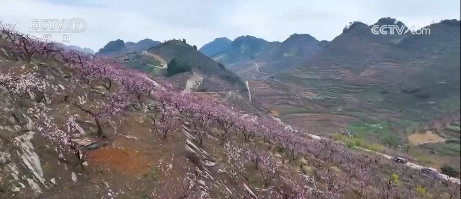 看各地如何抢抓“赏花经济”流量红利AG真人游戏地址种田就是种风景(图2)
