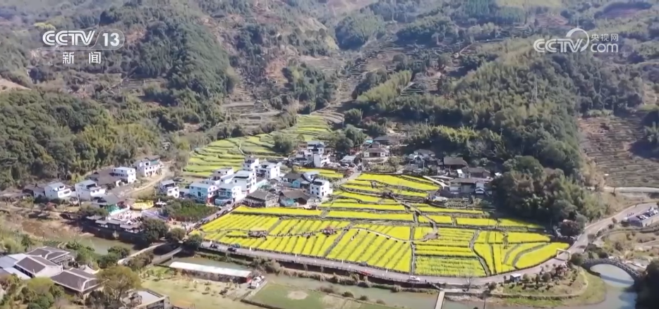 看各地如何抢抓“赏花经济”流量红利AG真人游戏地址种田就是种风景(图4)
