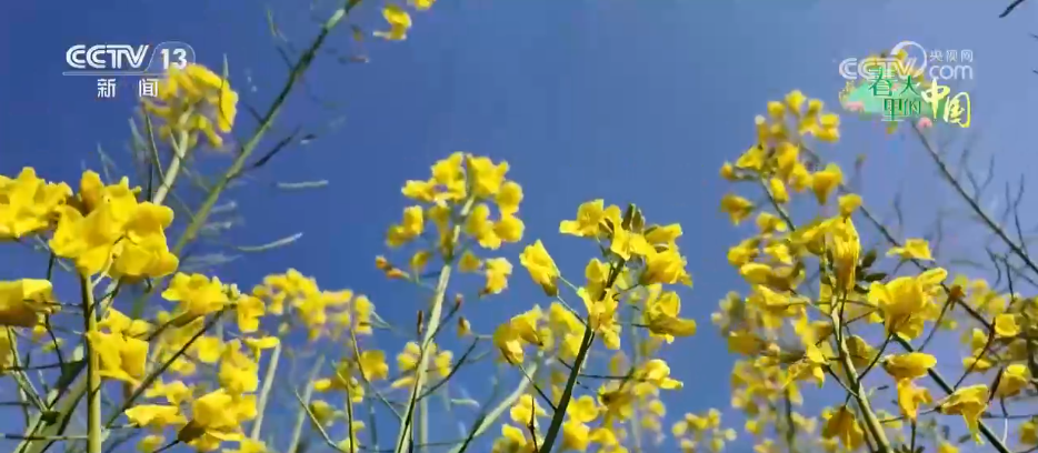 看各地如何抢抓“赏花经济”流量红利AG真人游戏地址种田就是种风景(图8)