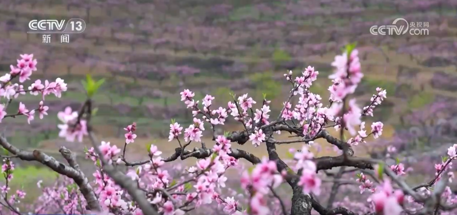 看各地如何抢抓“赏花经济”流量红利AG真人游戏地址种田就是种风景(图9)